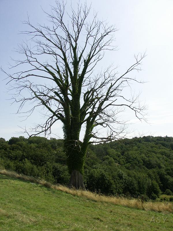 PICT1595.JPG