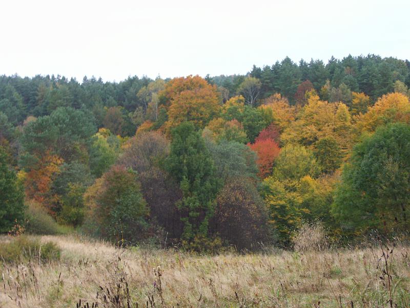 PICT3849.JPG - Upajające kolory Bieszczad ....