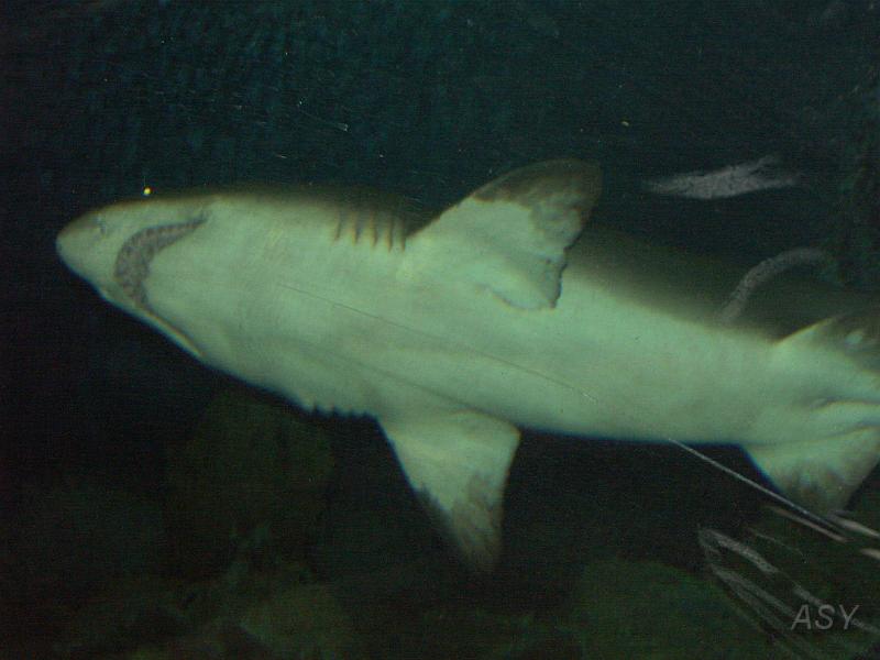 PICT1421.JPG