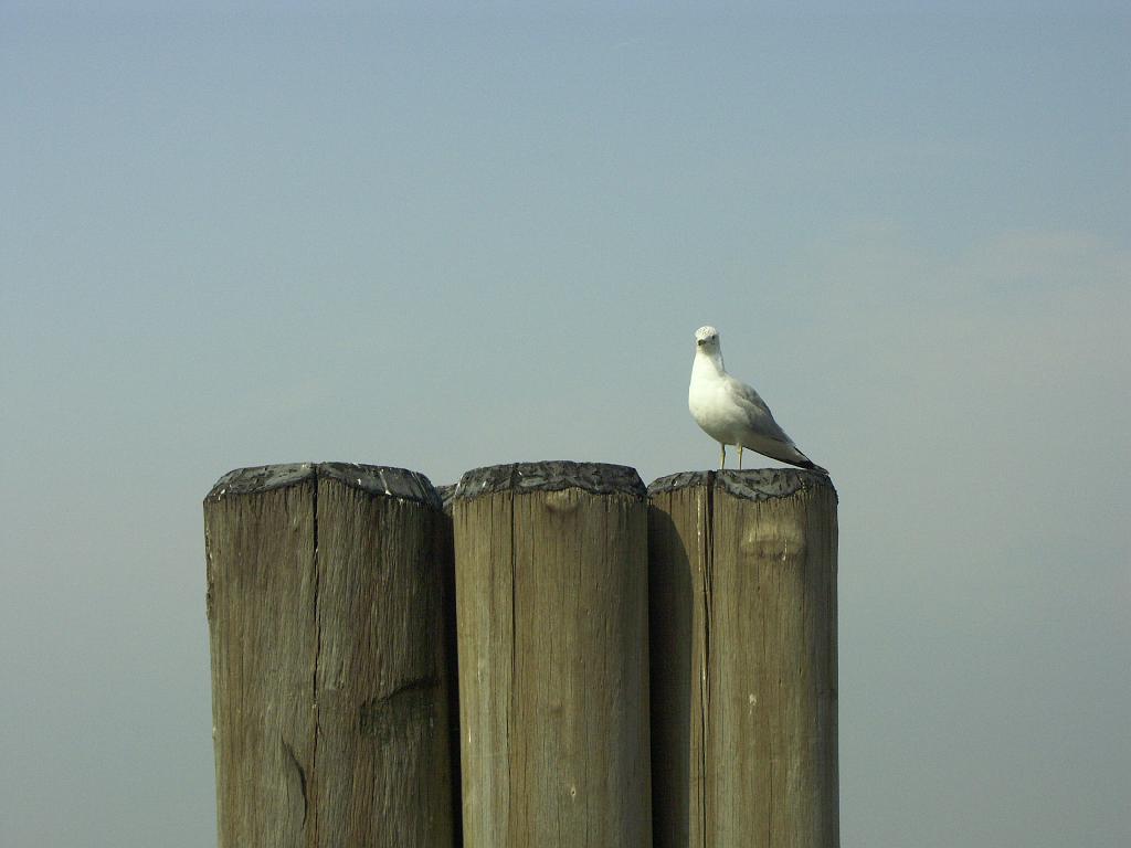 PICT0254.JPG