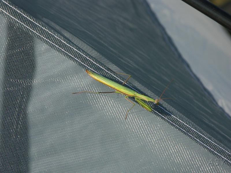 img0927.jpg